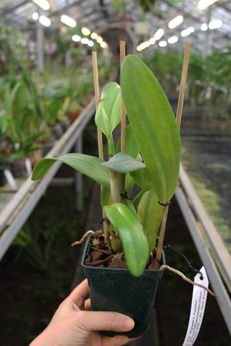 Potinara Orglade's Tradition 'Sunset'.jpg