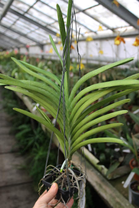 Princess Mikasa White.jpg