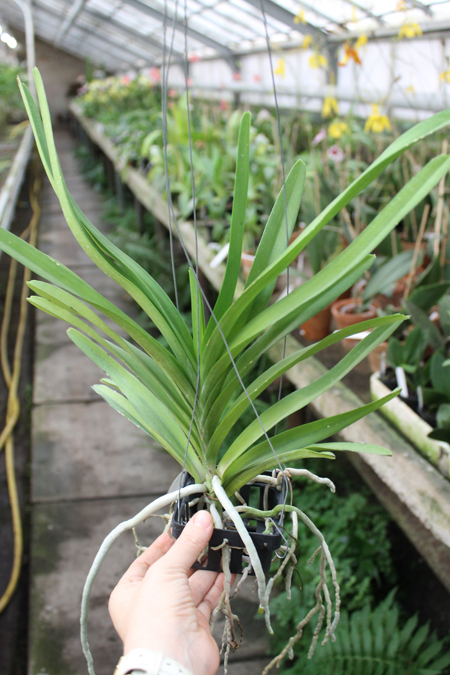 Ascocenda Princess Mikasa Pink.jpg