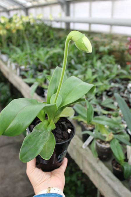 Paphiopedilum Sorcerer's Stone.jpg