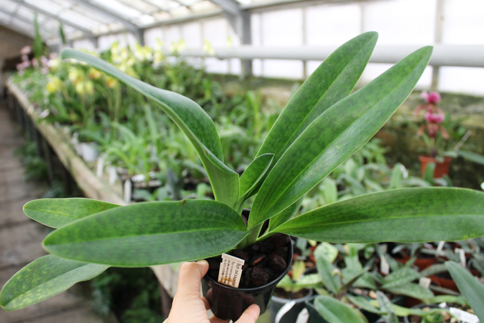 Paphiopedilum lowii x superbiens.jpg