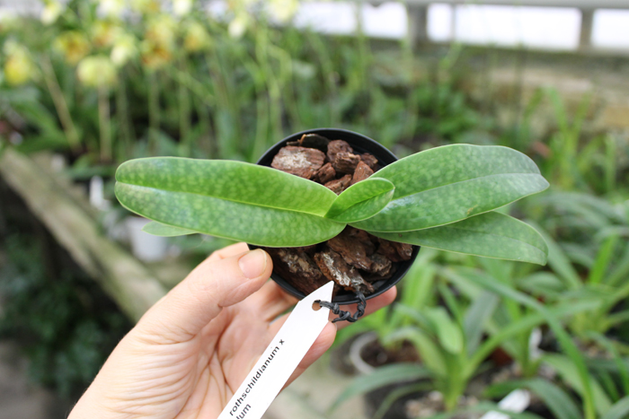 Paphiopedilum rothschildianum x bellatulum.jpg