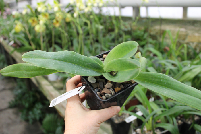 Paphiopedilum glaucophyllum.jpg