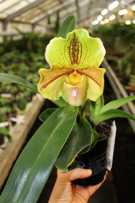 Paphiopedilum Lippewunder hybrid.jpg