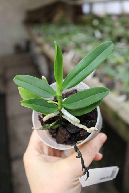 Diploprora truncata.jpg