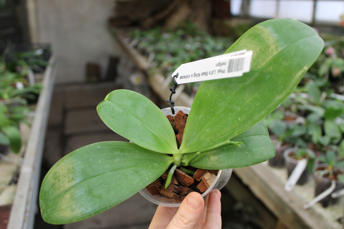 Phalaenopsis Ld's Bear King x violacea indigo.jpg