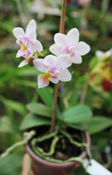 Phalaenopsis Liu's Rainbow.jpg