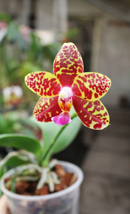 Phalaenopsis Sogo Pony 'YS' (Ching Her Buddha x Sogo Kaiulani).jpg