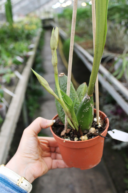 Angulocaste Red Jewel.jpg