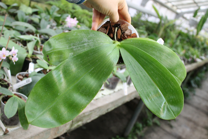Phalaenopsis Coral Isles x Phalaenopsis corningiana.jpg