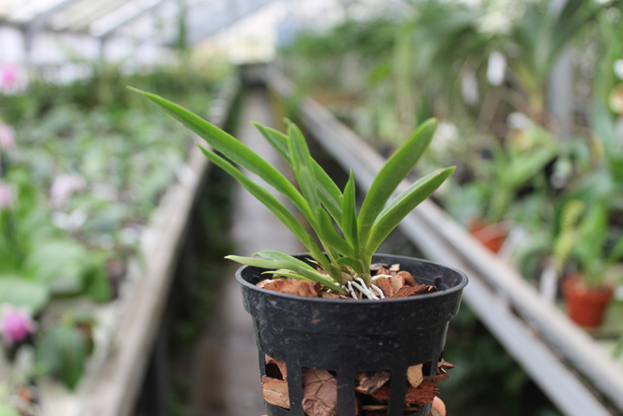 Tolumnia Jairak Firm 'Maroon'.jpg