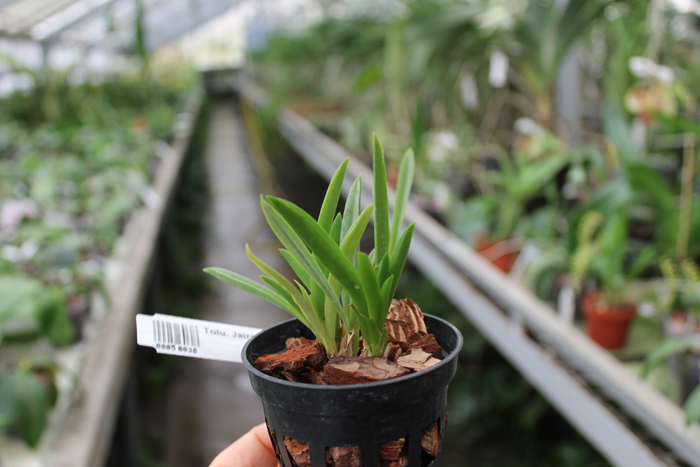 Tolumnia Jairak Rainbow 'Yellow'.jpg