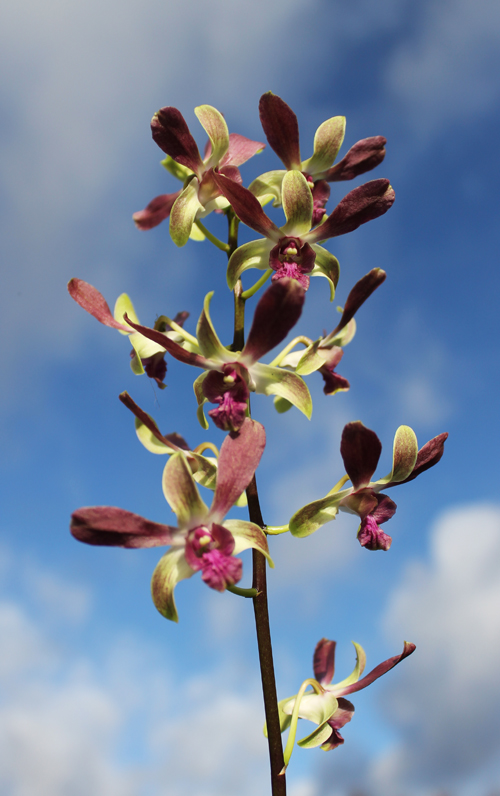 Dendrobium Jairak Min 'Mangosteen'.jpg