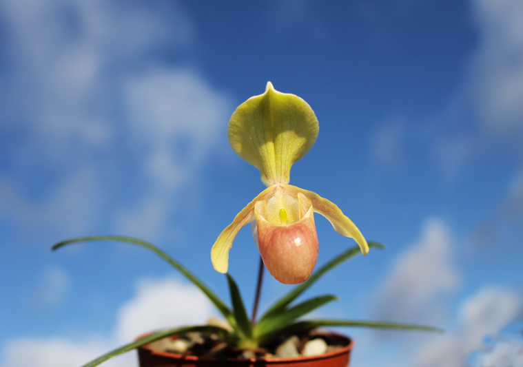 Paphiopedilum helenae.jpg