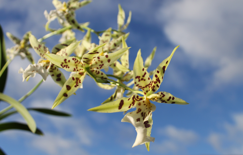 Mclellanara Pagan Love Song 'Cupid's Beau'.jpg