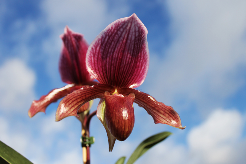 Paphiopedilum Ruby Leopard Vini x charlesworthii.jpg