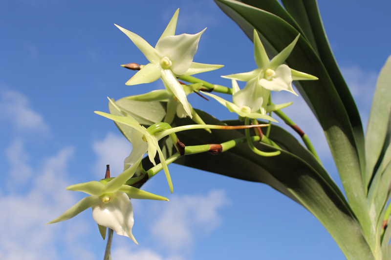 Angraecum Veitchii (eburneum x sesquipedale).jpg