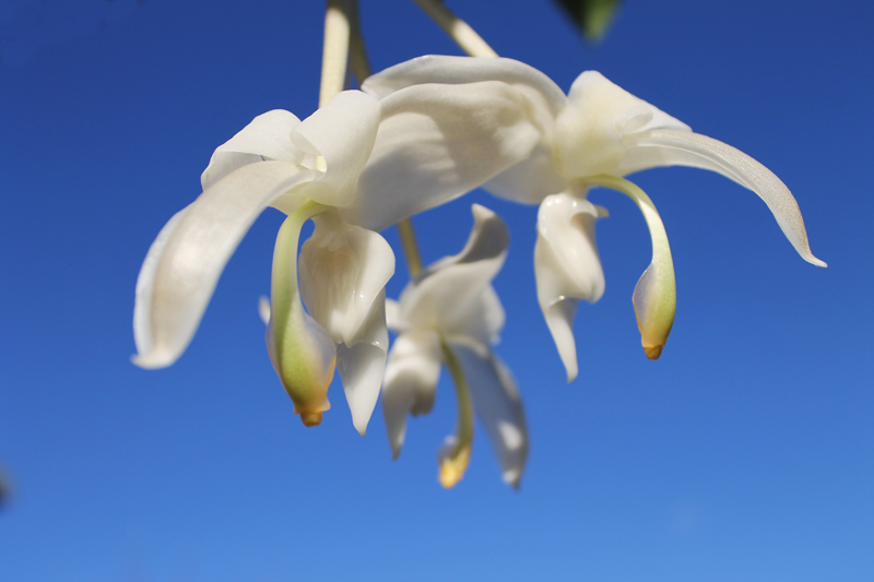 Stanhopea candida.jpg