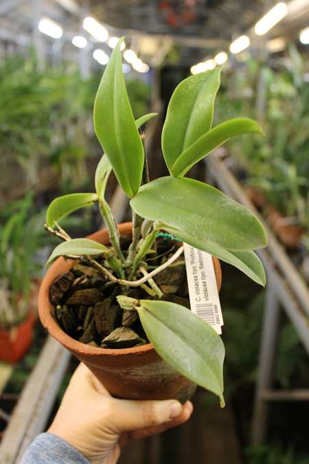 Cattleya violacea tipo 'Profusa' x Cattleya violacea tipo 'Redondinha'.jpg