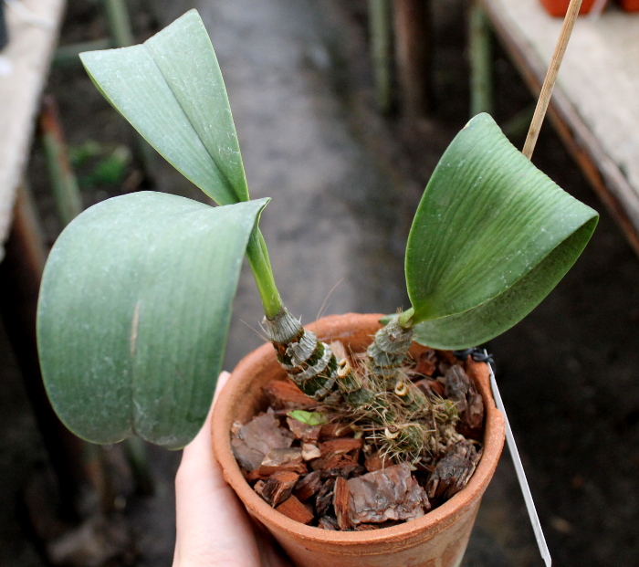 Inobulbum munificum.JPG