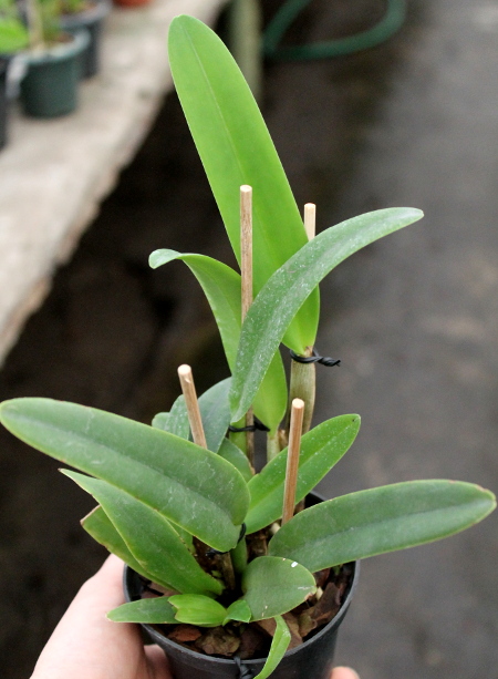 Cattleya maxima semi-alba 'La Pedrena'.JPG