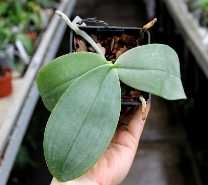 Phalaenopsis gigantea.JPG
