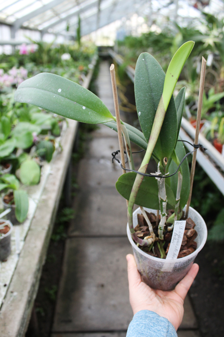 (Brassavola digbyana x Rhyncholaeliocattleya Kuwale Gem) 'ORCHIS'.jpg