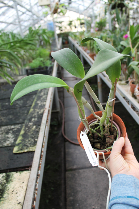 Brassocattleya Cynthia (Brassavola digbyana x Cattleya walkeriana).jpg
