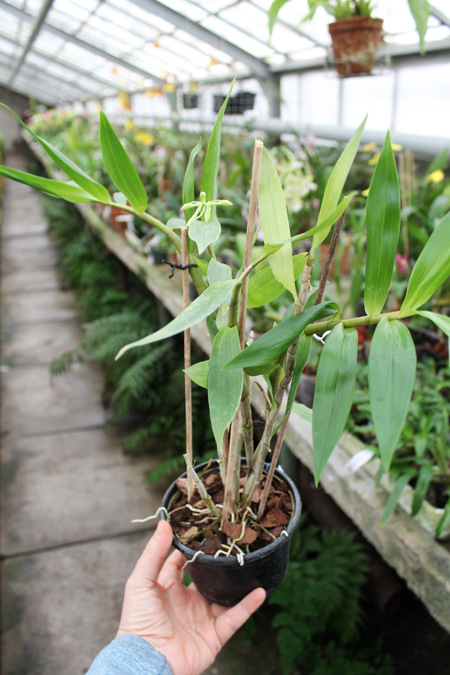 Dendrobium ionopus.jpg