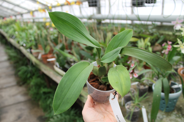 Trichopilia suavis.jpg