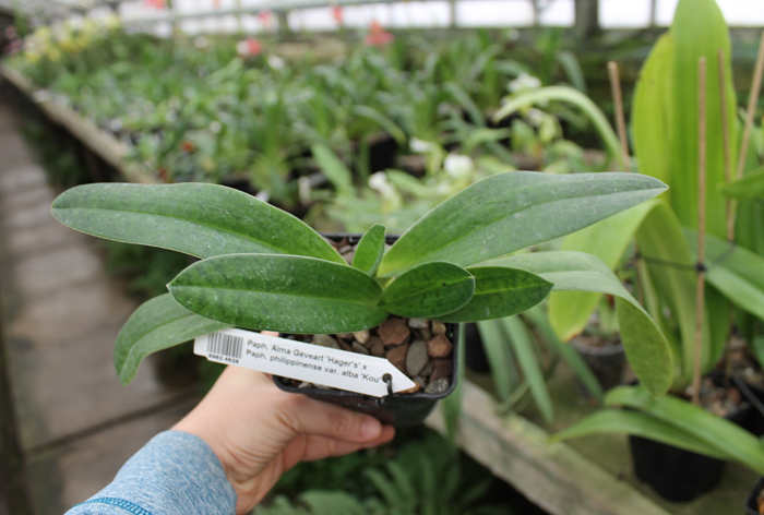Paphiopedilum Alma Geveart 'Hager's' x Paphiopedilum philippinense var alba 'Kou'.jpg