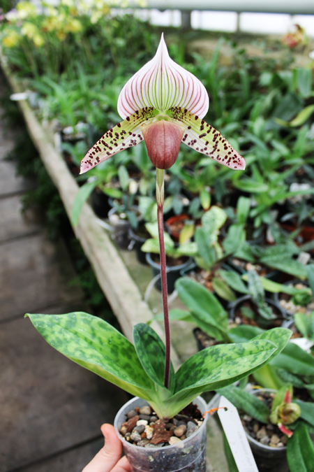 Paphiopedilum Maudiae vinicolor.jpg