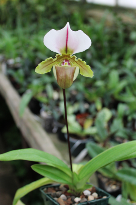 Paphiopedilum spicerianum.jpg