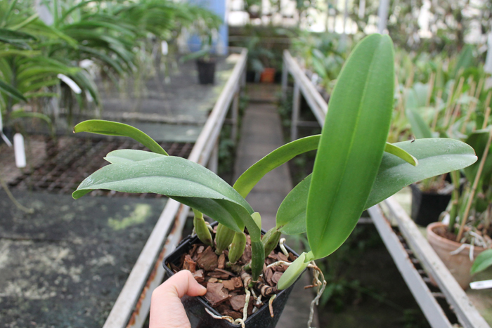 Cattleya trianae amesiana A x Cattleya trianae amesiana B.jpg