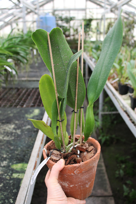 Laeliocattleya Antonetta Mahan 'S-10'.jpg