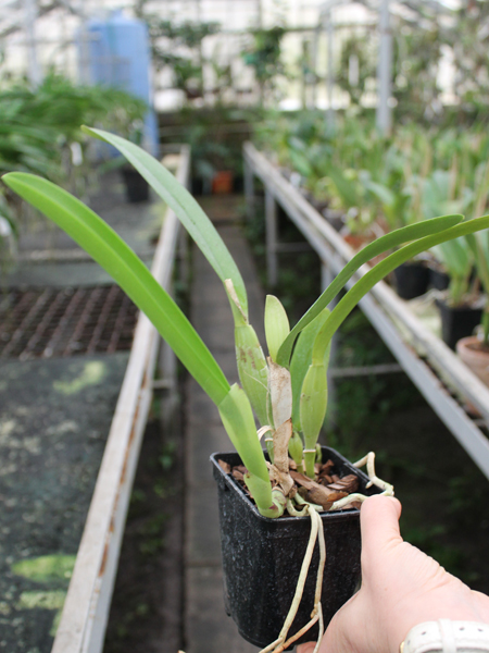 Cattleya trianae alba XXXX x Cattleya trianae amoena 'Rainha'.jpg