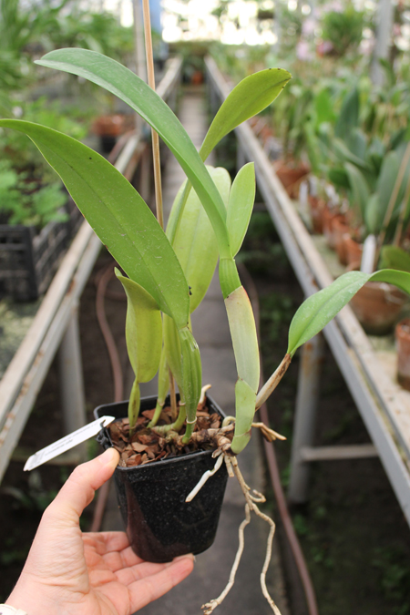 Cattleya schroederae albescens x Cattleya schroederae alba.jpg