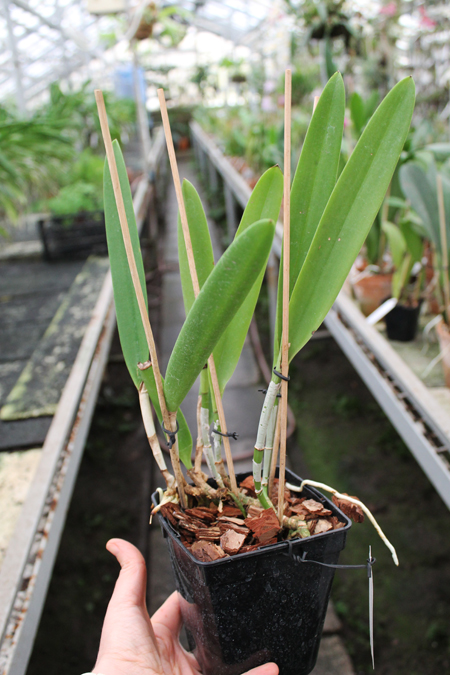 Brassocattleya Saint Andre (Cattleya dowiana aurea x Brassavola nodosa).jpg