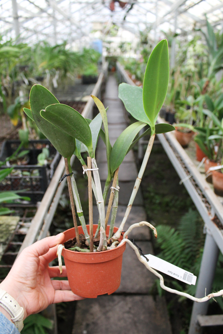 Cattleya Korat Spot.jpg