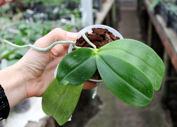 Phalaenopsis Germain Vincent x Yaphon Sir.JPG