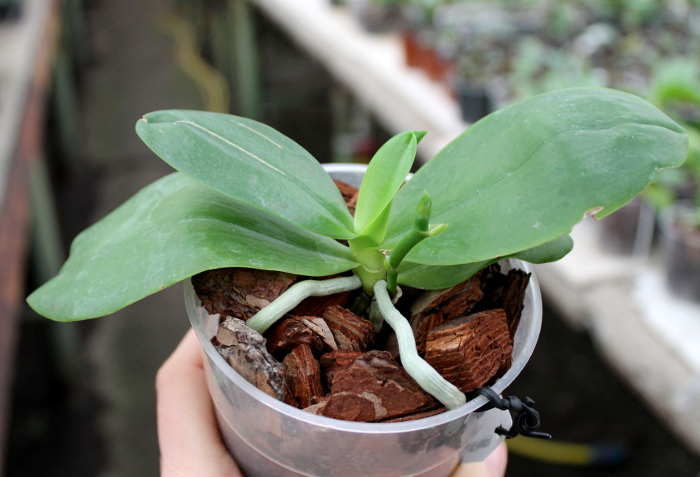 Phalaenopsis KS Evergreen x KS Happy Eagle.JPG