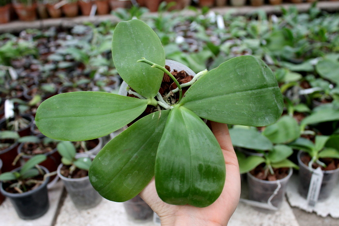 Phalaenopsis Ld's Bear Queen x Chang Mow Evergreen.JPG
