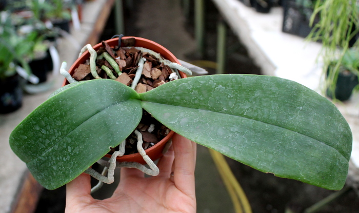 Phalaenopsis Mok Choi Yew (gigantea x violacea).JPG