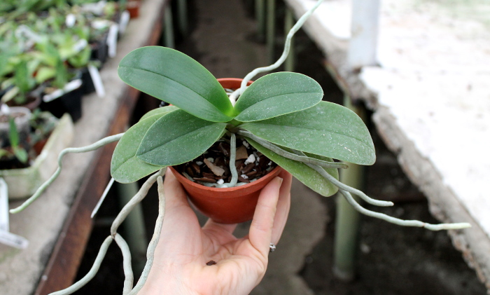 Doritaenopsis Taisuco Micky.JPG