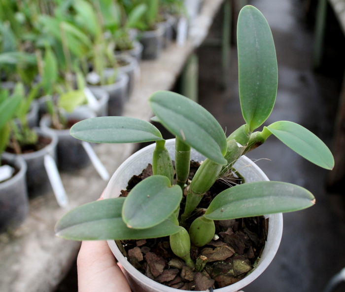 Cattleya lueddemanniana escura 'Roja' x Cattleya lueddemanniana escura 'Orinoco'.JPG