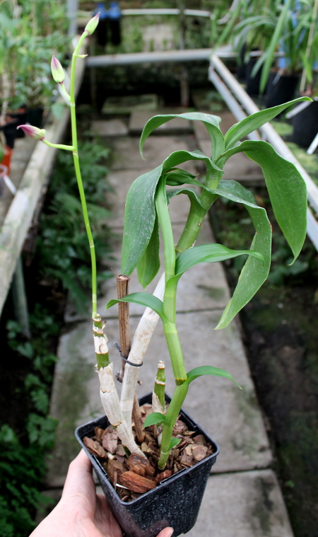 Dendrobium Supernova.JPG
