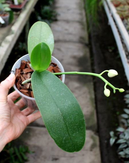 Phalaenopsis Yaphon Glad Canary (Yaphon Tris x Yungho Gelb Canary).JPG