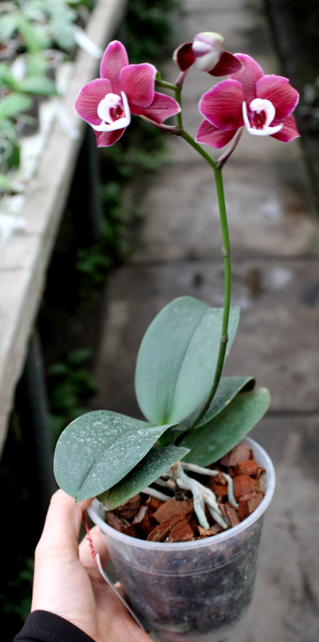 Phalaenopsis Kaoda Twinkle 'Black Shoot'.JPG