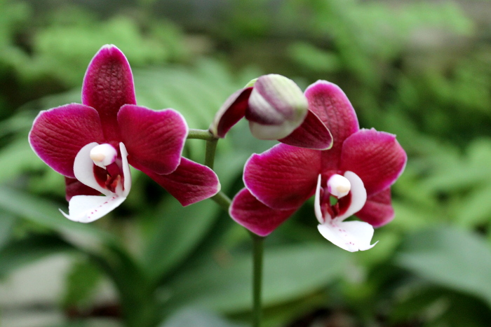 Phalaenopsis Kaoda Twinkle 'Black Shoot'2.JPG