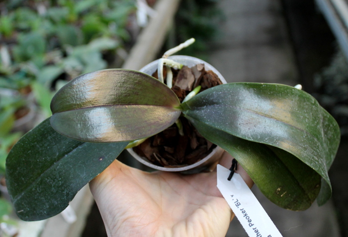 Phalaenopsis Brother Peoker 'BL' x gigantea.JPG